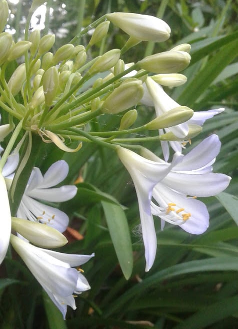Image of Agapanthus - Pale blue/white (Name Unknown)