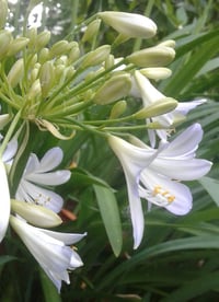 Image 1 of Agapanthus - Pale blue/white (Name Unknown)