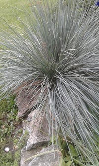 Image 2 of Helictotrichon sempervirens (Blue Oat Grass)