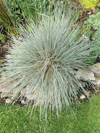 Image 1 of Helictotrichon sempervirens (Blue Oat Grass)