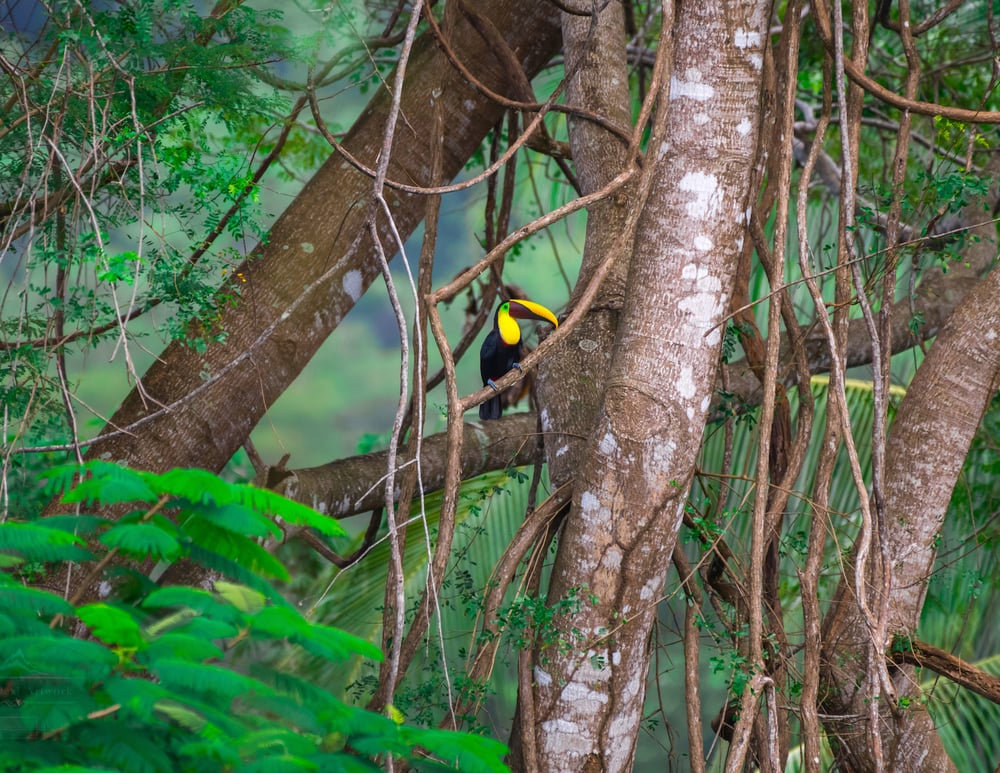 Image of Costa Rica Toucan