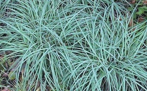 Image of Carex glauca (Blue Sedge)