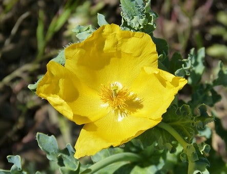 Image of Glaucium Flavum (Yellow Horned Poppy)