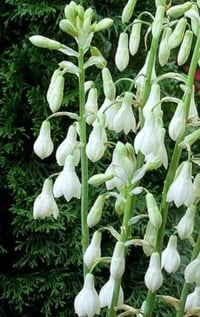 Galtonia candicans