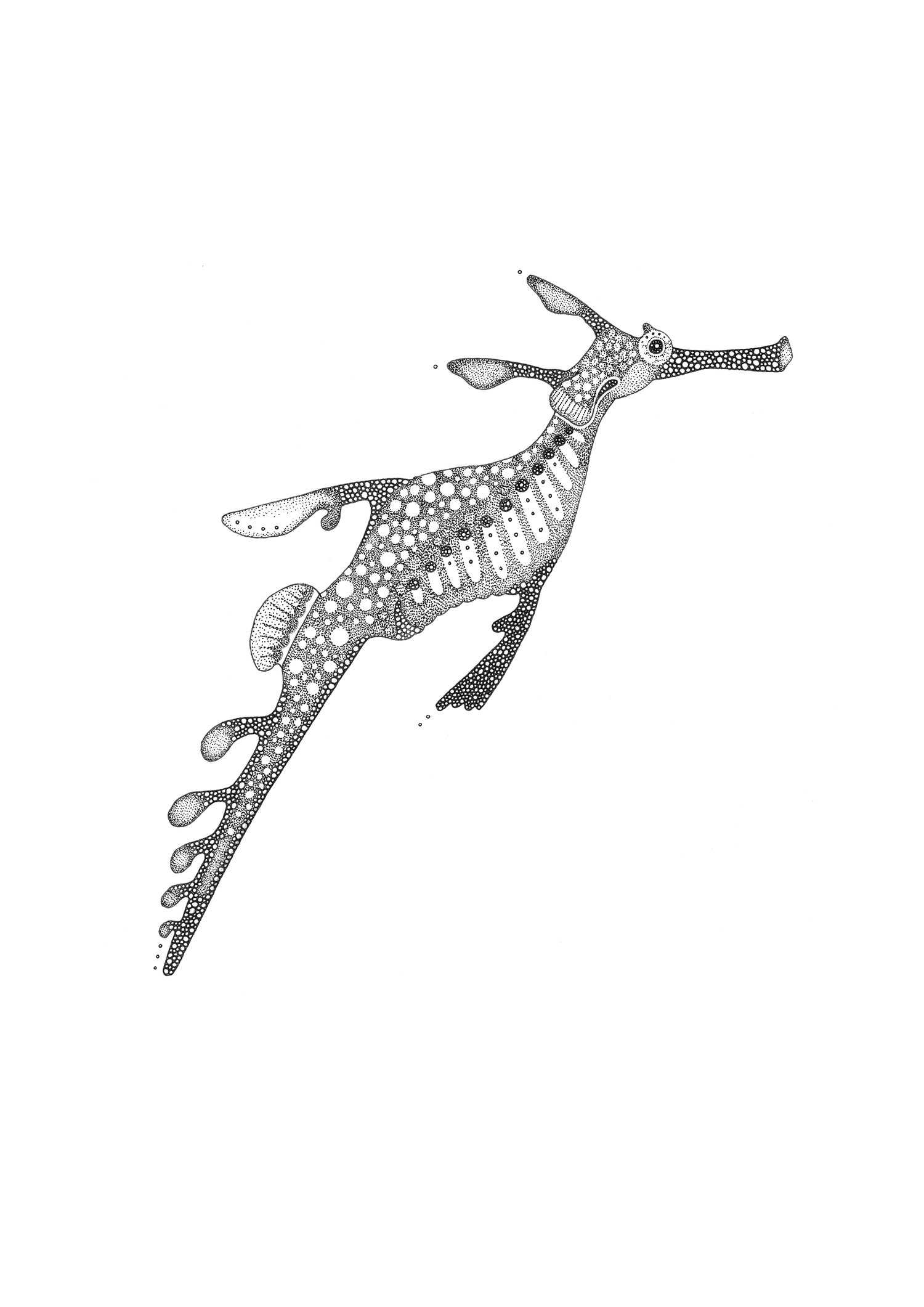Weedy Sea Dragon