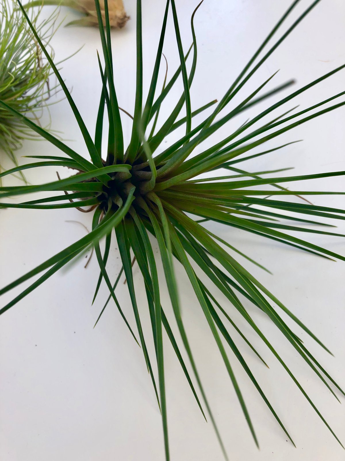 Image of Large air plants