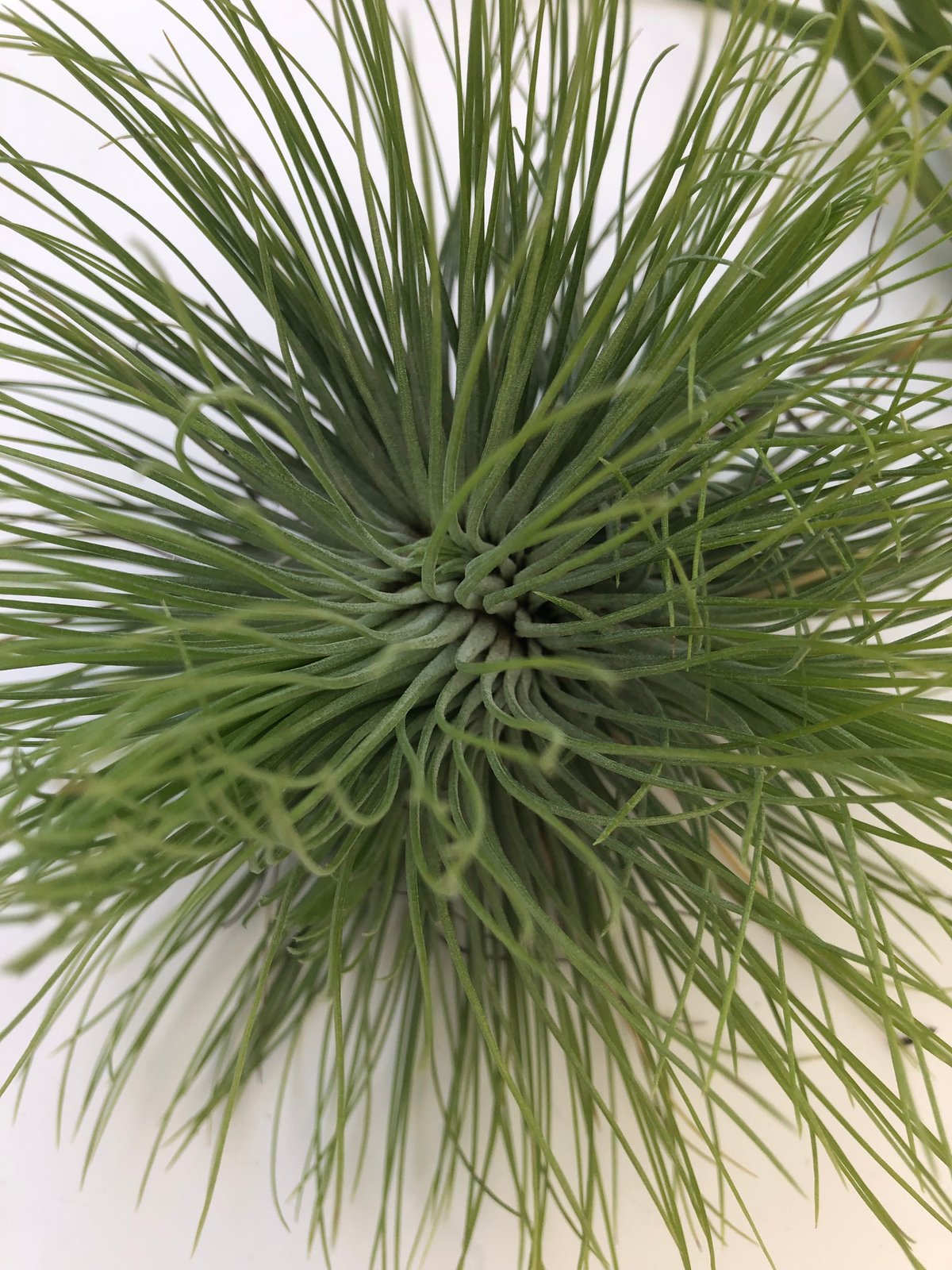 Image of Large air plants