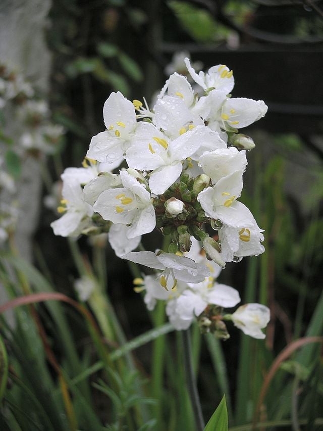 Image of Liberta grandiflora