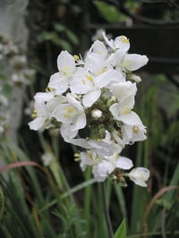 Image 2 of Liberta grandiflora