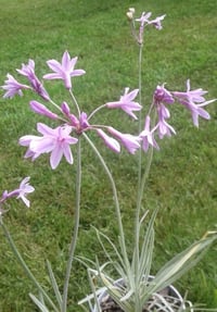 Image 1 of Tulbaghia violacia 'Variegata' (Society Garlic)