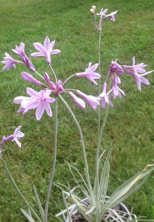 Image of Tulbaghia violacia 'Variegata' (Society Garlic)