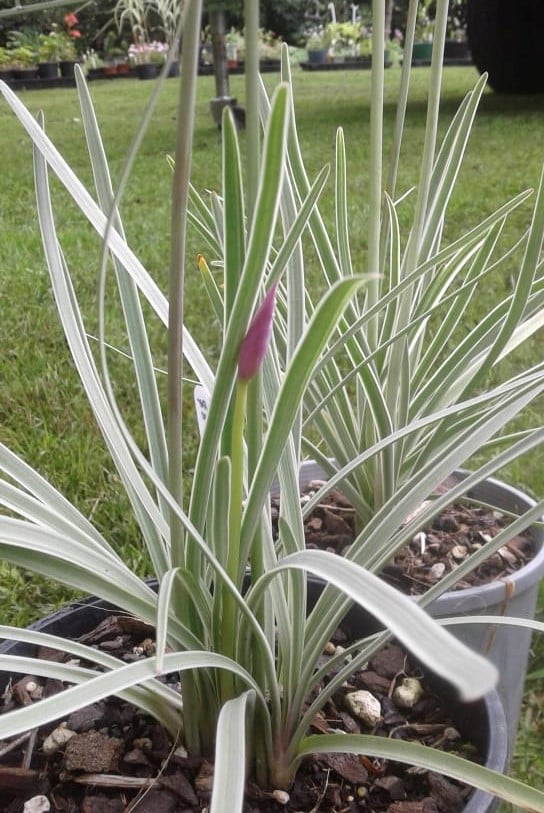 Image of Tulbaghia violacia 'Variegata' (Society Garlic)