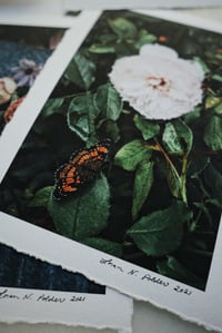 Image 2 of Luxe Photography Prints | 5x7
