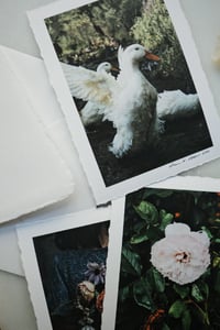 Image 3 of Luxe Photography Prints | 5x7