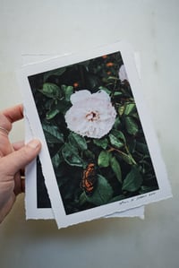 Image 5 of Luxe Photography Prints | 5x7