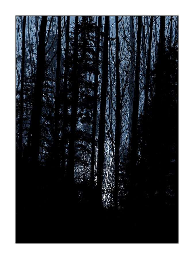 Image of 5 available! A NIGHT IN THE FOREST