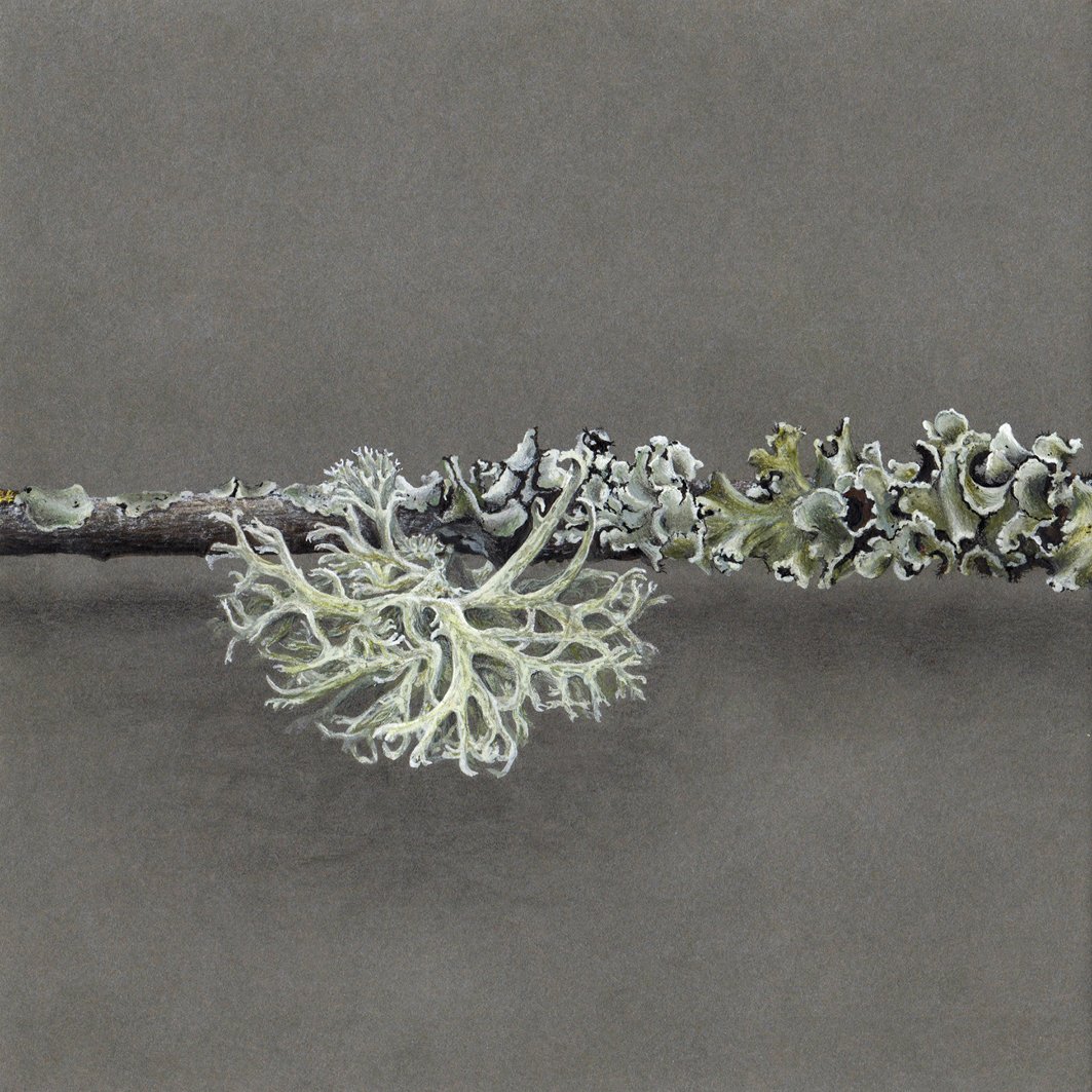 Image of Branchette, Triptyque