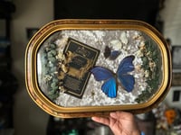 Image 2 of Morpho Memorial