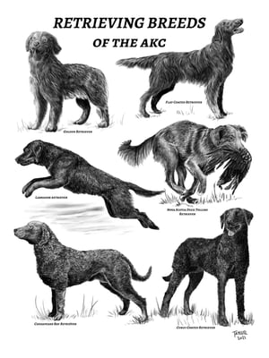 Image of Retrieving Breeds Poster