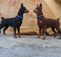 Image 4 of Needle felted Doberman Pinscher