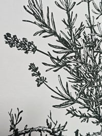 Image 6 of Mercurius Lavandula • Planherbarium linocut paper print