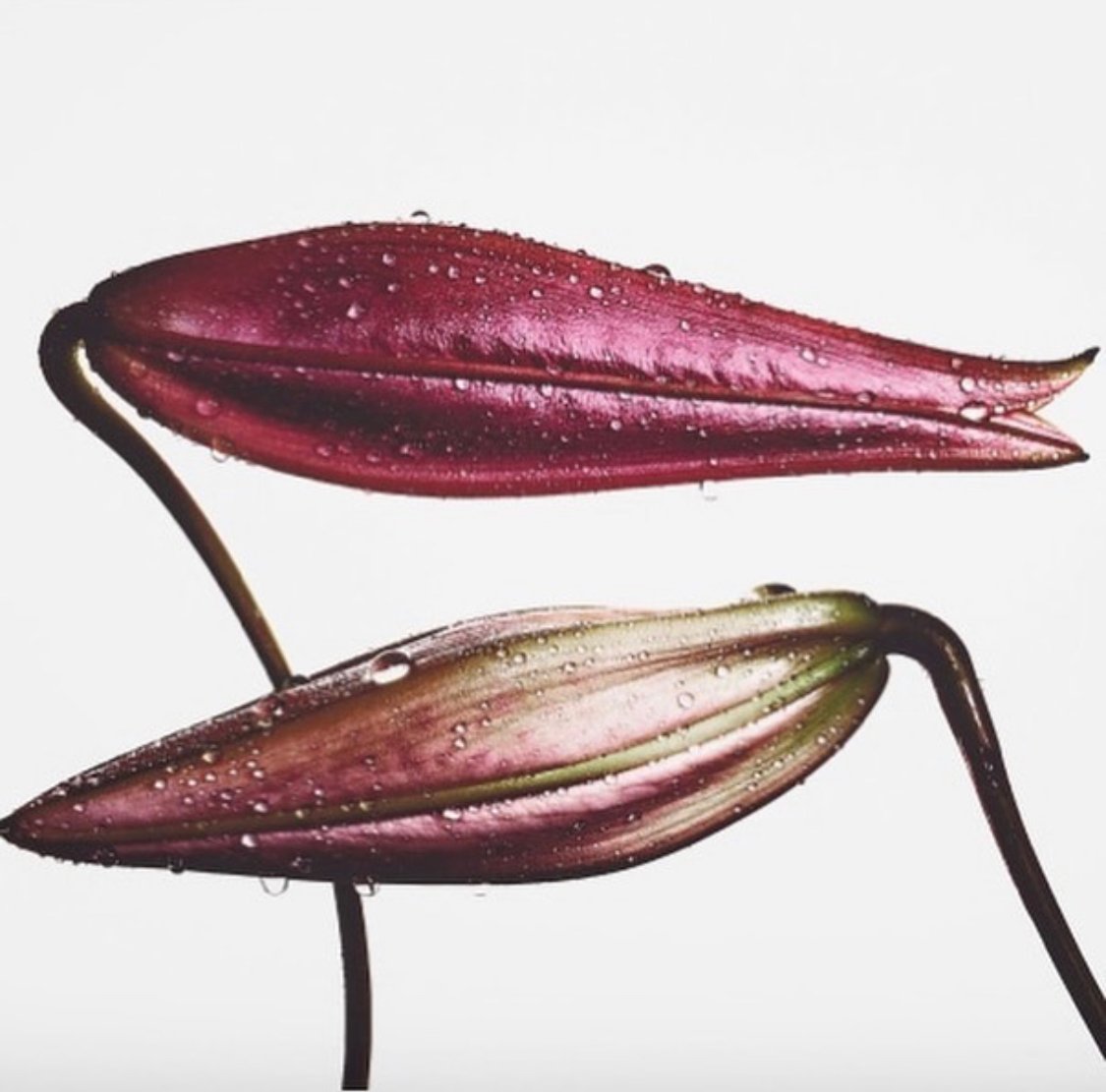 Irving Penn First Edition 1980 FlowersFashion Still Life