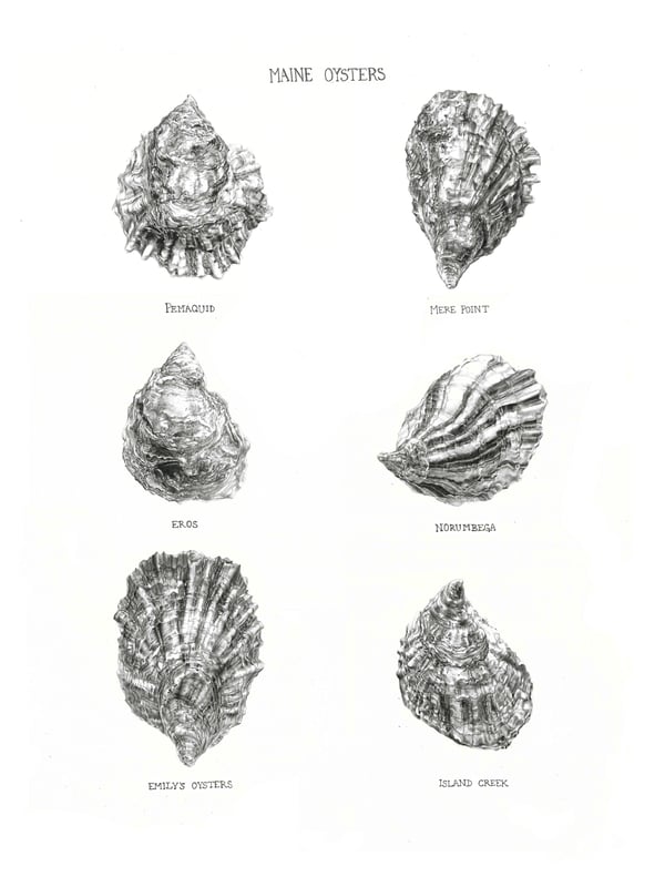 Image of Maine Oysters