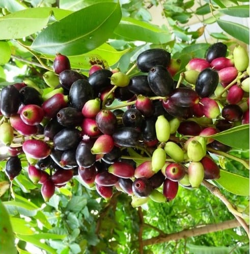 JAMMIN' JAMBOLAN! BERRY POWDER. Diabetes-Purifier-Anemia-Hemoglobin-Parasites-Heart-IBS-Ulcers