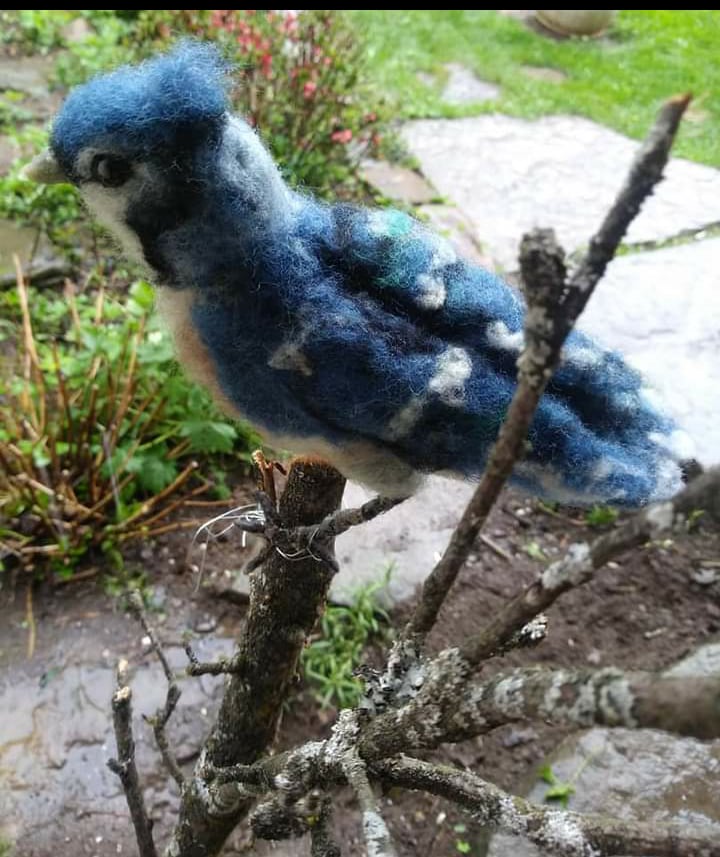 Image of Bluejay