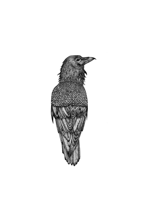 Image of Ravn - Corvus corax