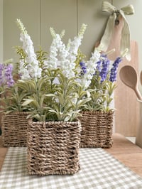 Image 1 of Potted Lavender