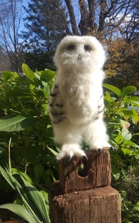 Image 2 of Snowy Owl