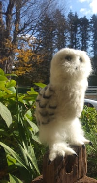 Image 3 of Snowy Owl