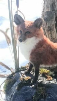 Image 2 of Fox 