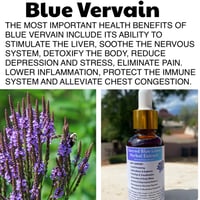 Image 2 of Blue Vervain Herbal Extract 