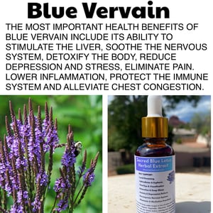 Image of Blue Vervain Herbal Extract