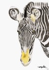 ZEBRA