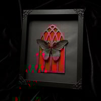 Gothic Arch - Great Mormon Butterfly