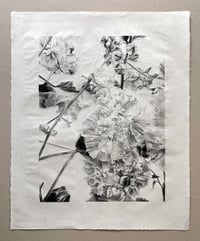 Image 4 of Roses trémières de Douarnenez