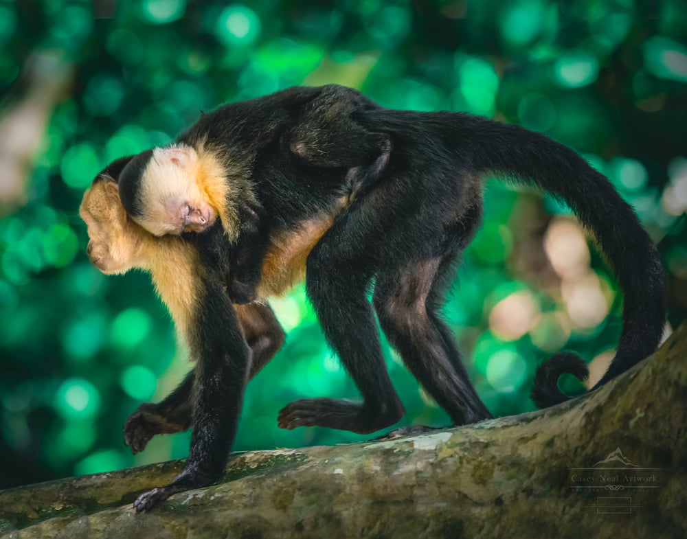 Image of Jungle Dreamer