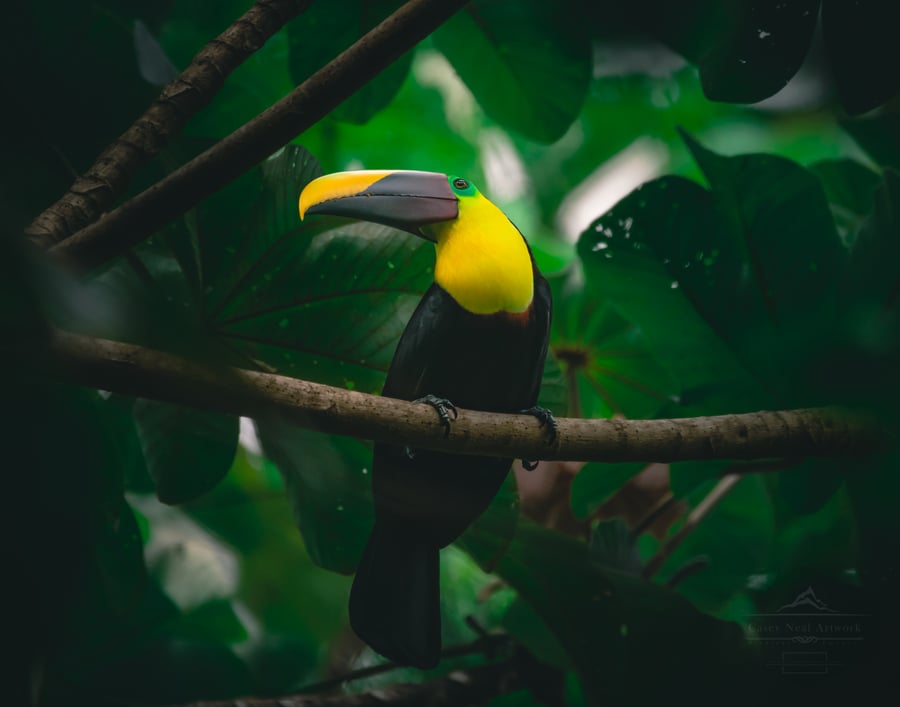 Image of Jungle Toucan