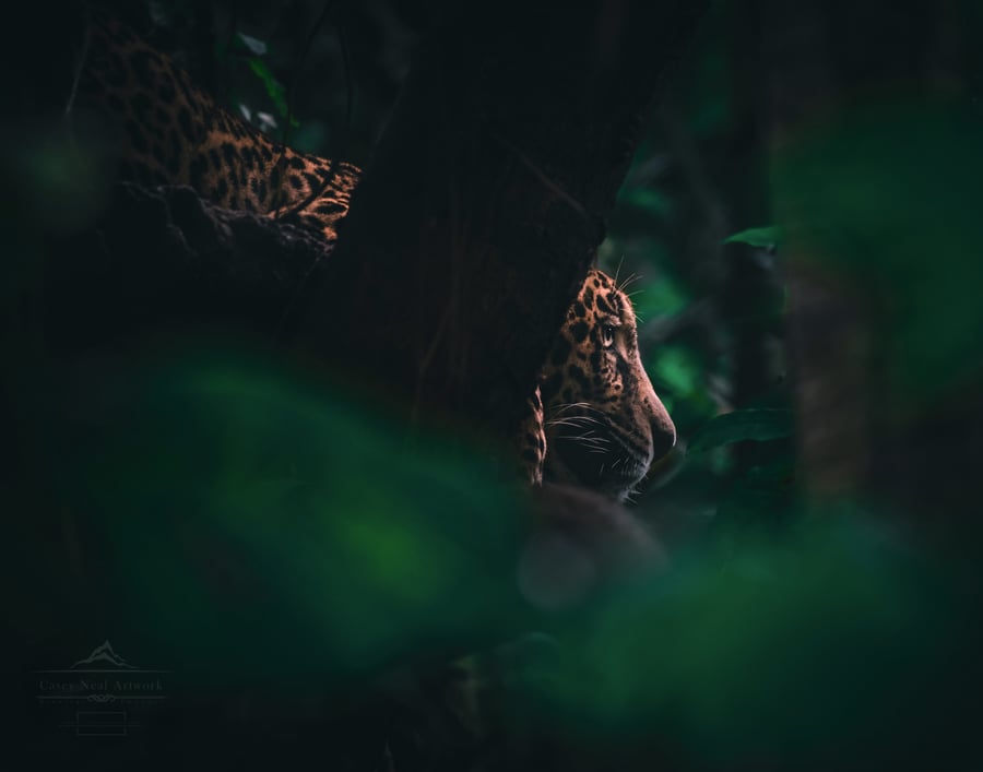 Image of Jungle Jaguar