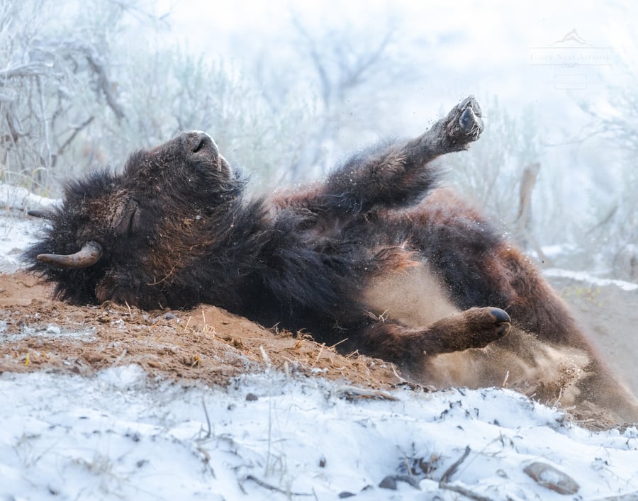 Image of Dirt Bath