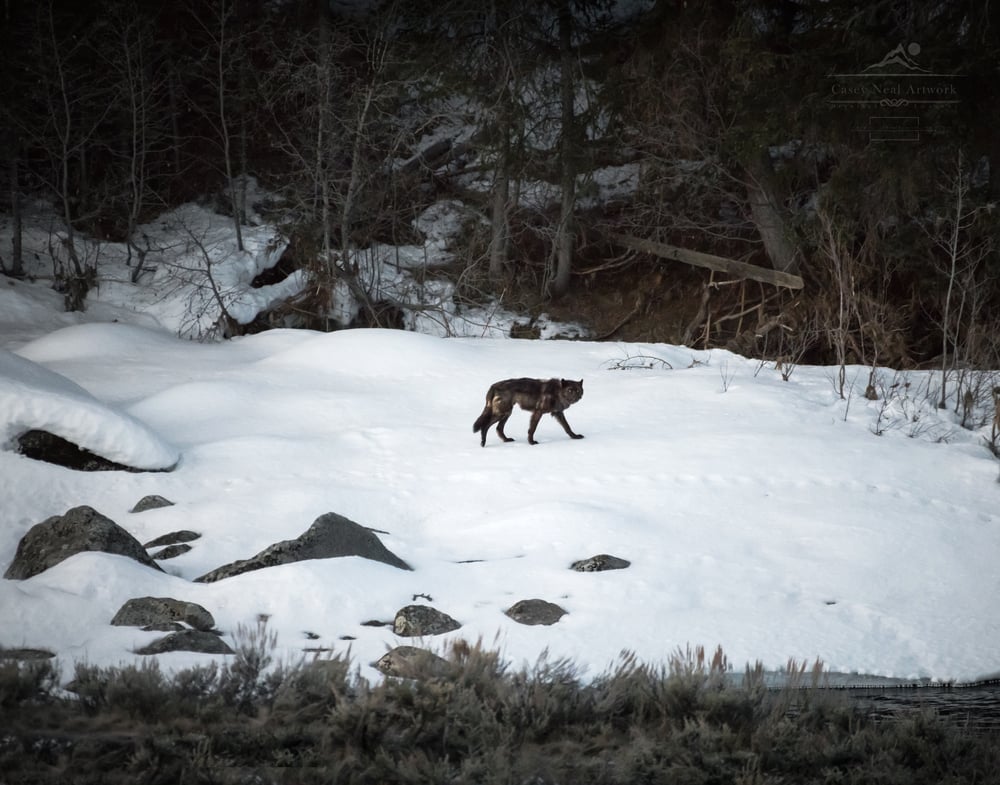 Image of Lone Wolf