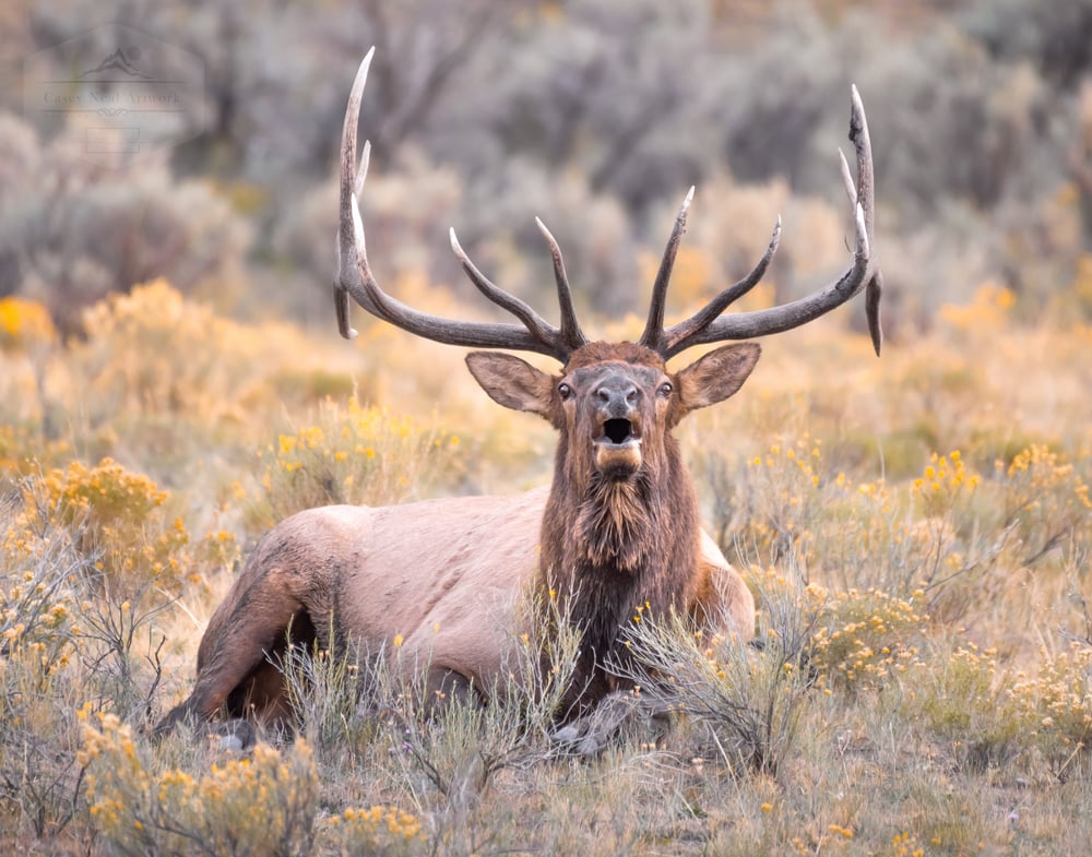 Image of Elk Rut
