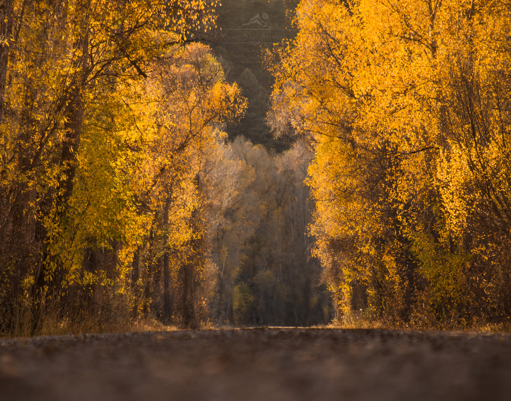 Image of Fall Road