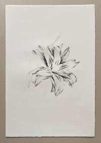 Image 2 of Lilies