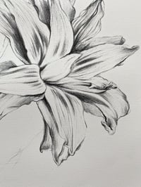 Image 3 of Lilies