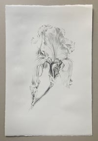 Image 2 of Iris