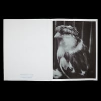 Image 2 of Augure II - Rodrigue de Ferluc